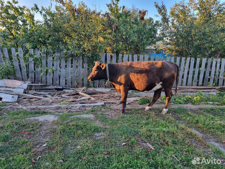 Продаеться тёлка стельная