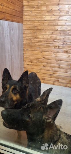 Передержка собак / Зоогостиница