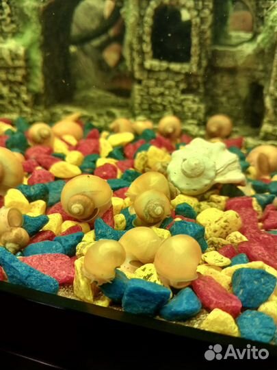 Улитки аквариумные