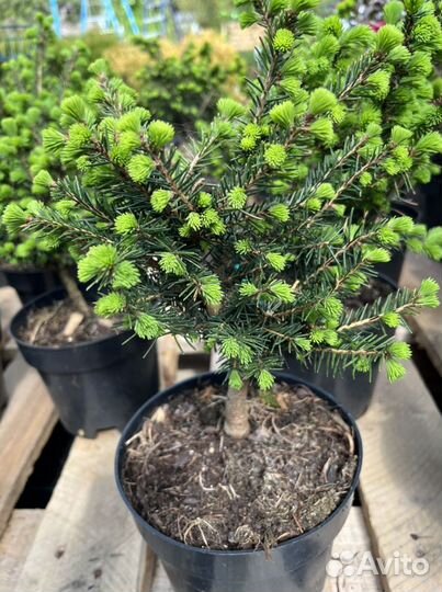 Ель сербская Карел