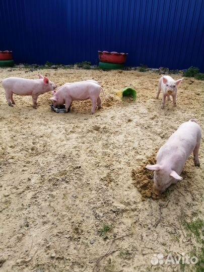 Поросята