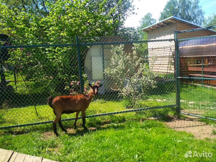 Молоко козье