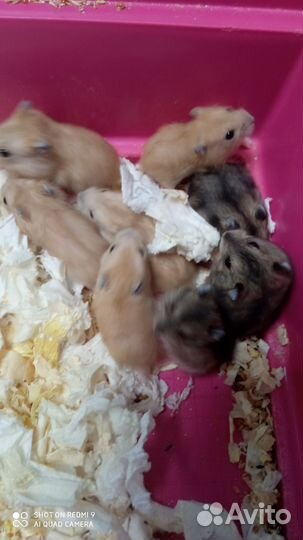 Хомячки джунгарики и Роборовского