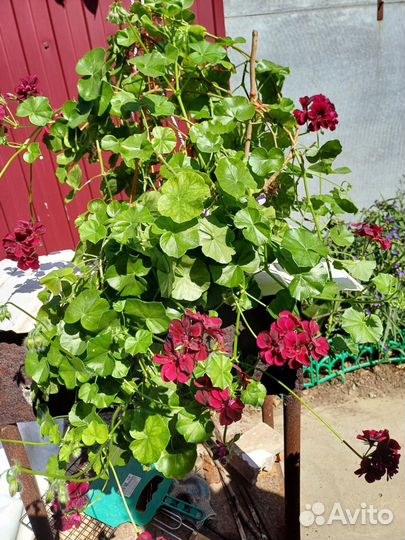 Пеларгония Tommy в кашпо