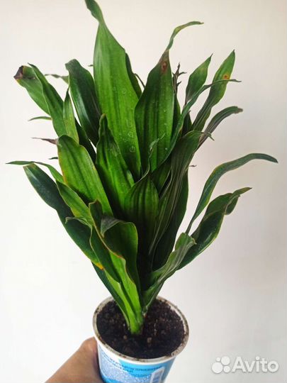 Драцена душистая компакта