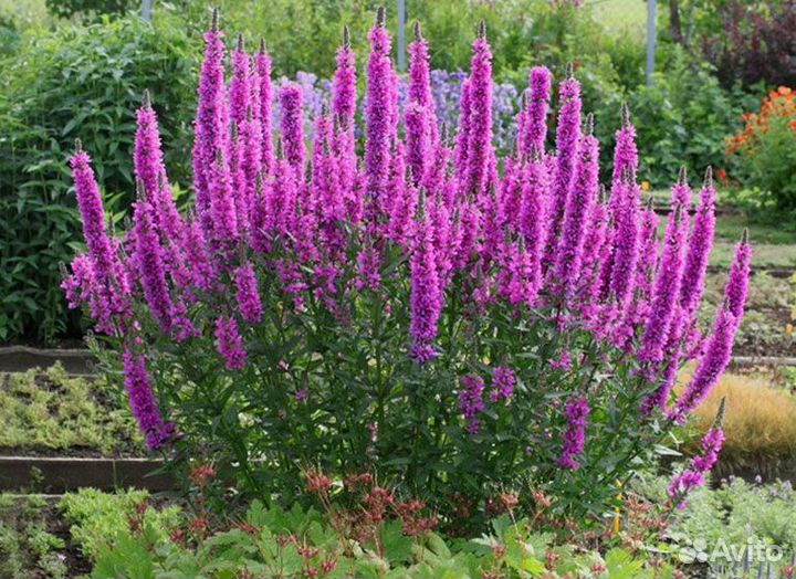 Дербенник (семена)