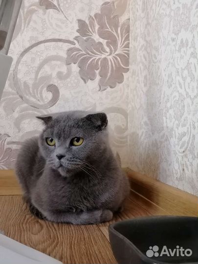 Шотландская вислоухая кошка бесплатно