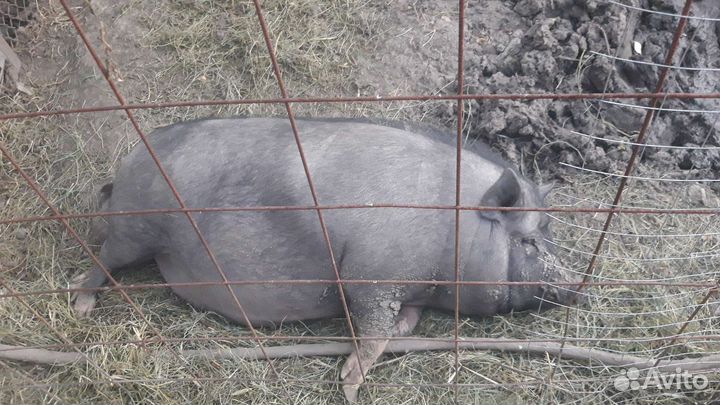 Вьетнамские вислобрюхие поросята, свинки