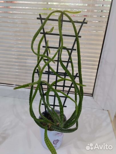 Дендробиум