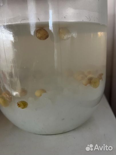 Индийский морской рис