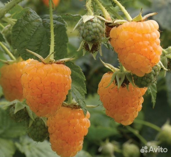 Малина Золотой Гигант