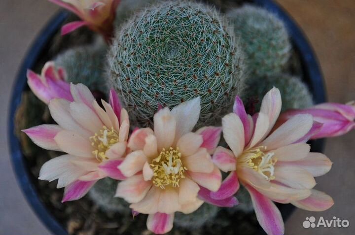 Кактус айлостера санрайз