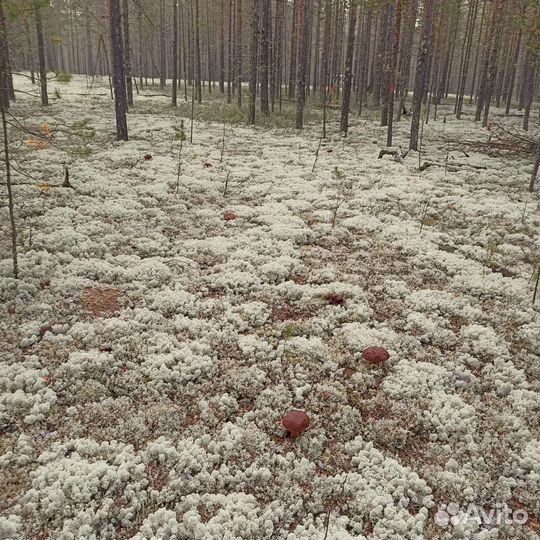 Грибы сушеные белые