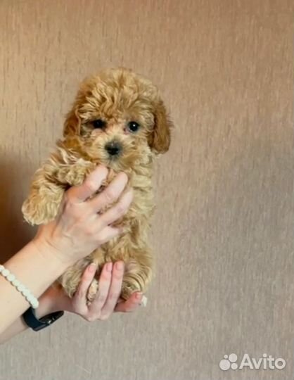 Рыжие кудряшки