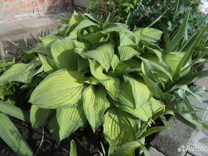 Растения для дома и дачи