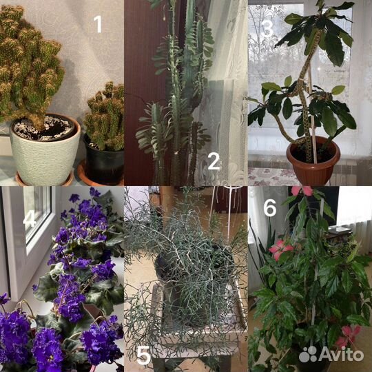 Комнатные растения цветы