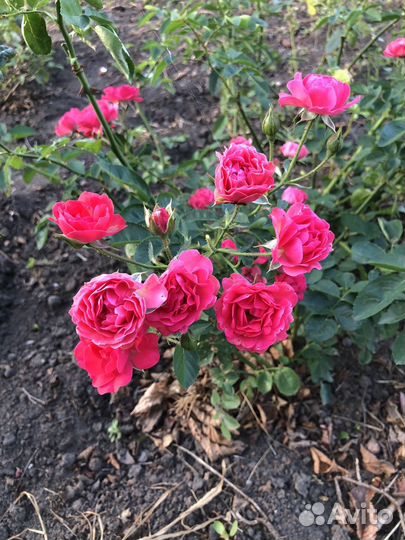 Роза бордюрная