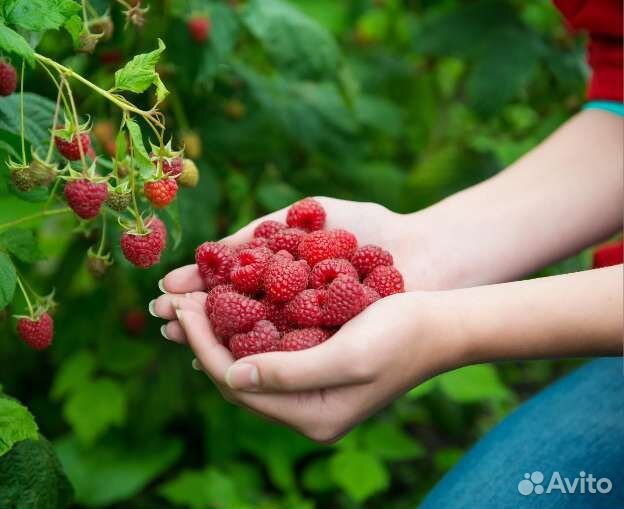 Малина полька