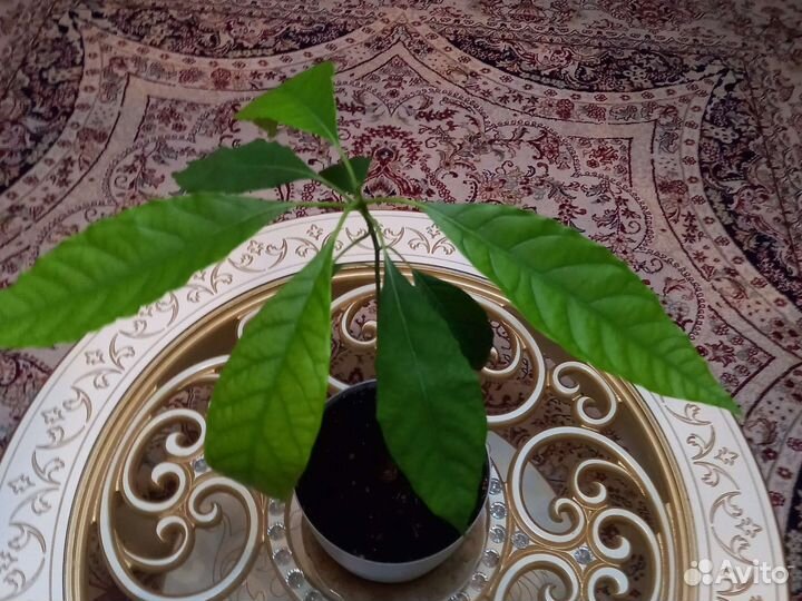 Цвиток авокадо