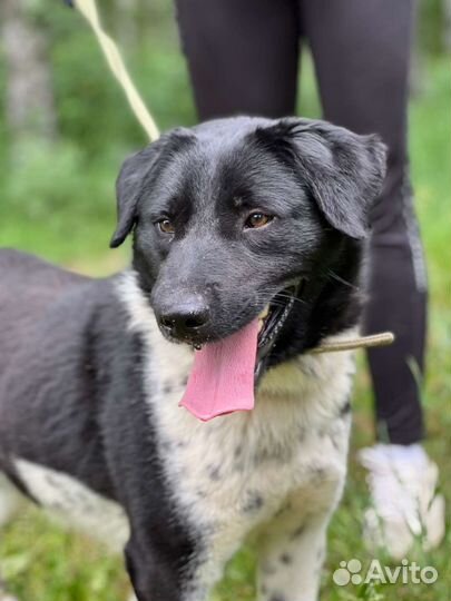 Молодой красавчик-пес Каен