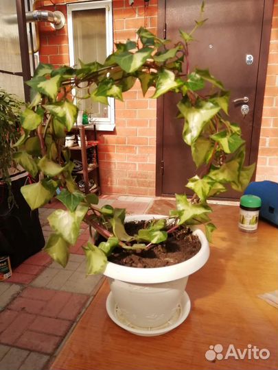 Крестовник