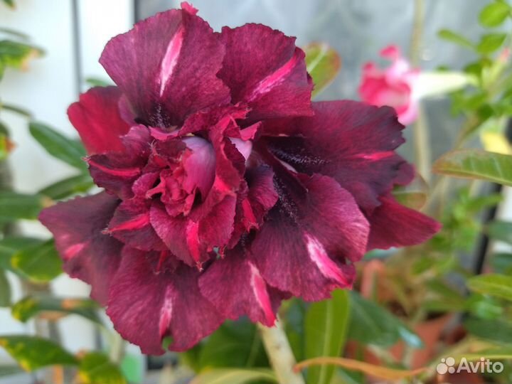 Адениум 2 в 1 и черенки