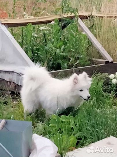 Японский шпиц