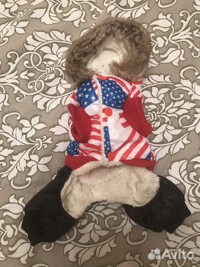 Одежда для собак