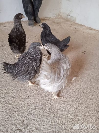 Куры доминант, Адлер серебристый