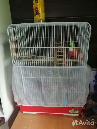 Амадины с клеткой