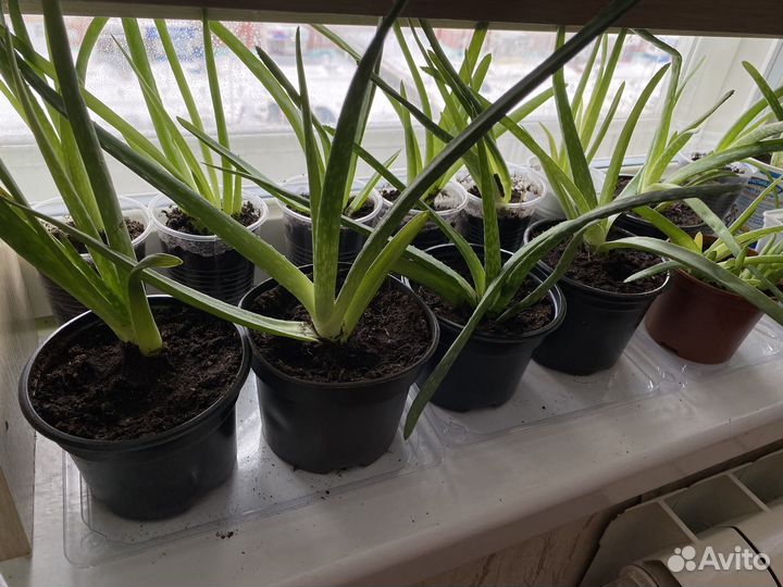 Алоэ вера растение