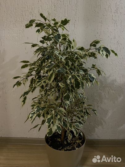 Фикус бенджамина