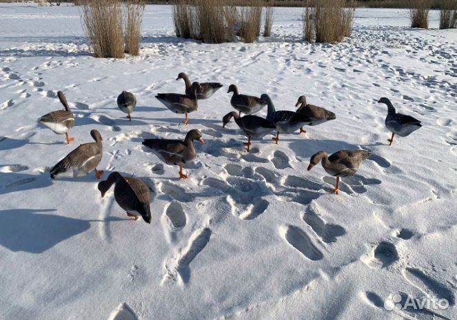 Чучела гусей сминаемые