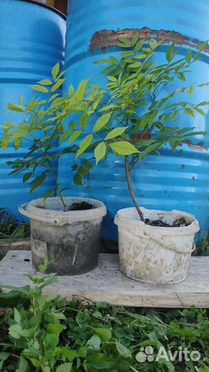 Альбиция двулетка Глициния Бересклет