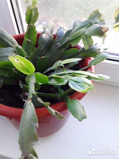 Комнатные растения цветы