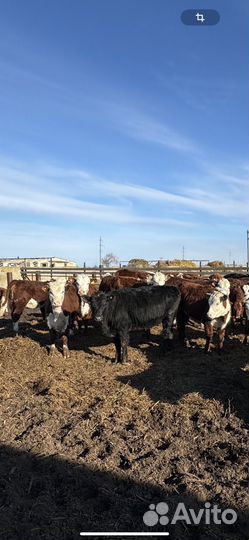 Телки 2023 года