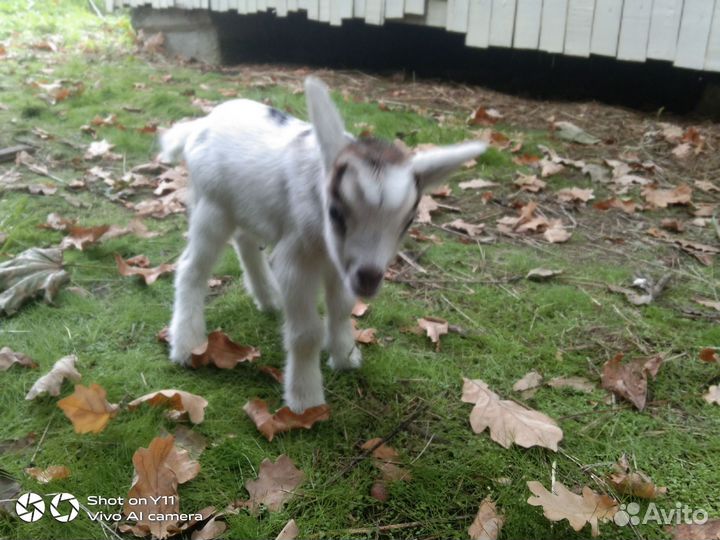 Камерунские козлята