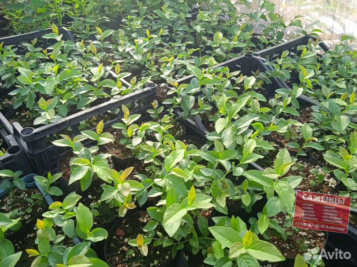 Саженцы голубики Легаси