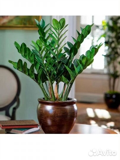 Замиокулькас (долларовое дерево )