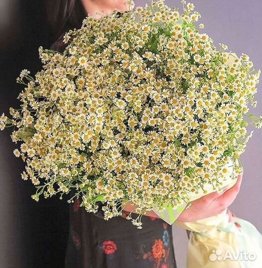 Цветы ромашки