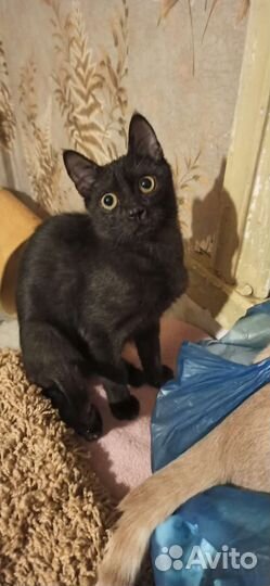 Малыш Лукас ищет дом