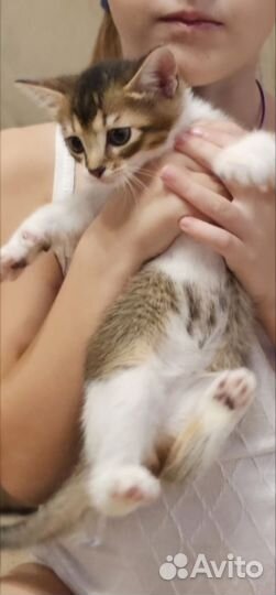 Котёнок
