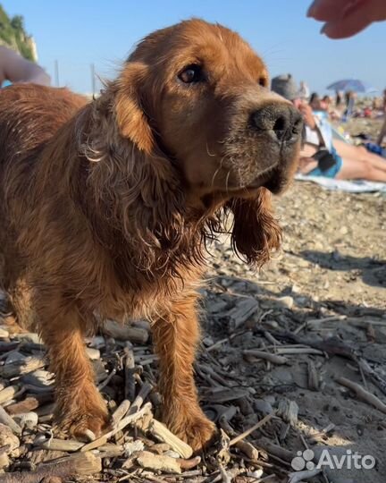 Кокер спаниель