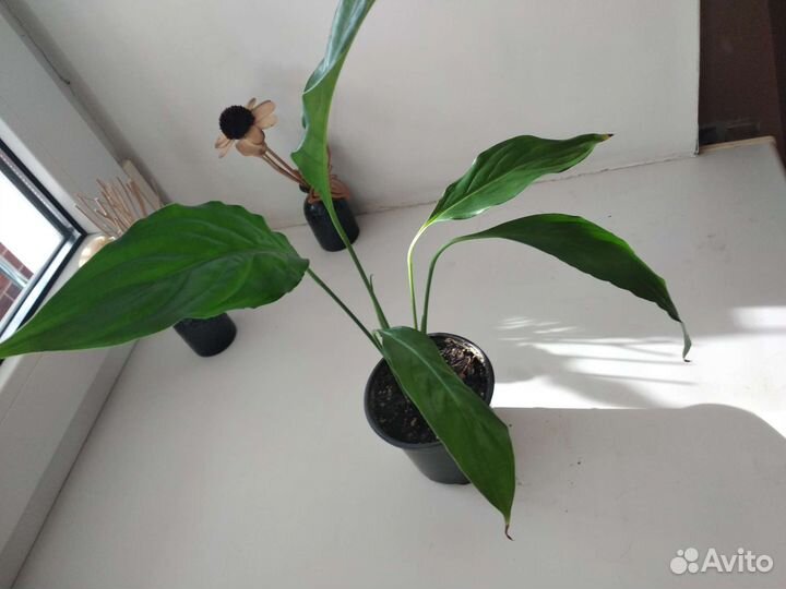 Отросток спатифиллума