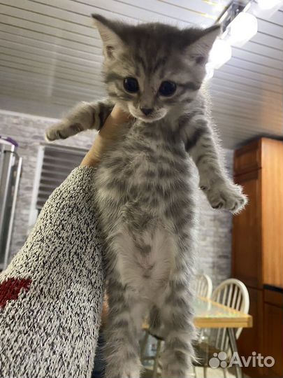 Котёнок бобтейла