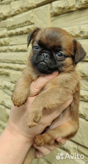 Малый брабансон