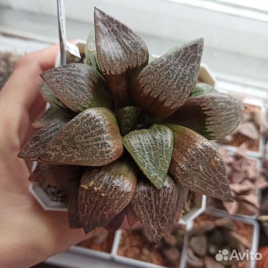 Хавортия комптониана гибрид. Отправлю почтой