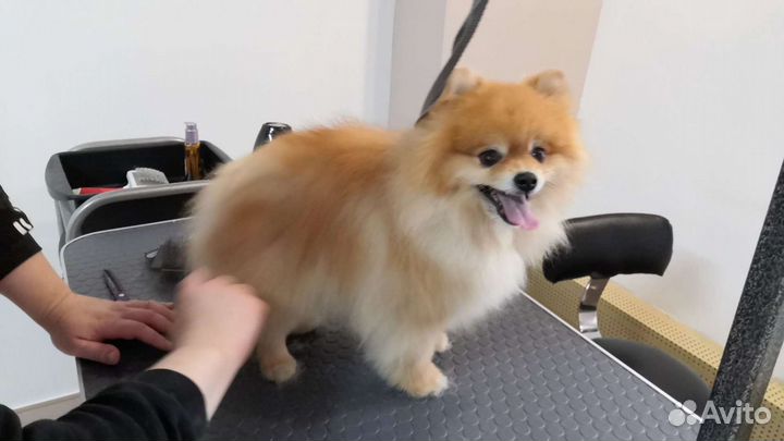 Стрижка кошек и собак выезд на дом