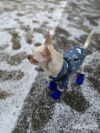 Вязка кобель чихуахуа