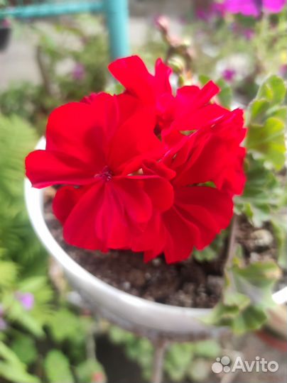 Комнатные цветы